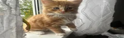 Mixed Breed cats for sale: Fluffy ginger male kitten  - Advert 1