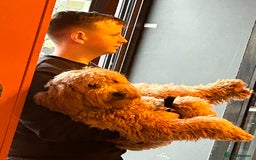 Irish Doodle dogs for sale: Irish Doodle cross miniature poodle f1b pups  - Image 7