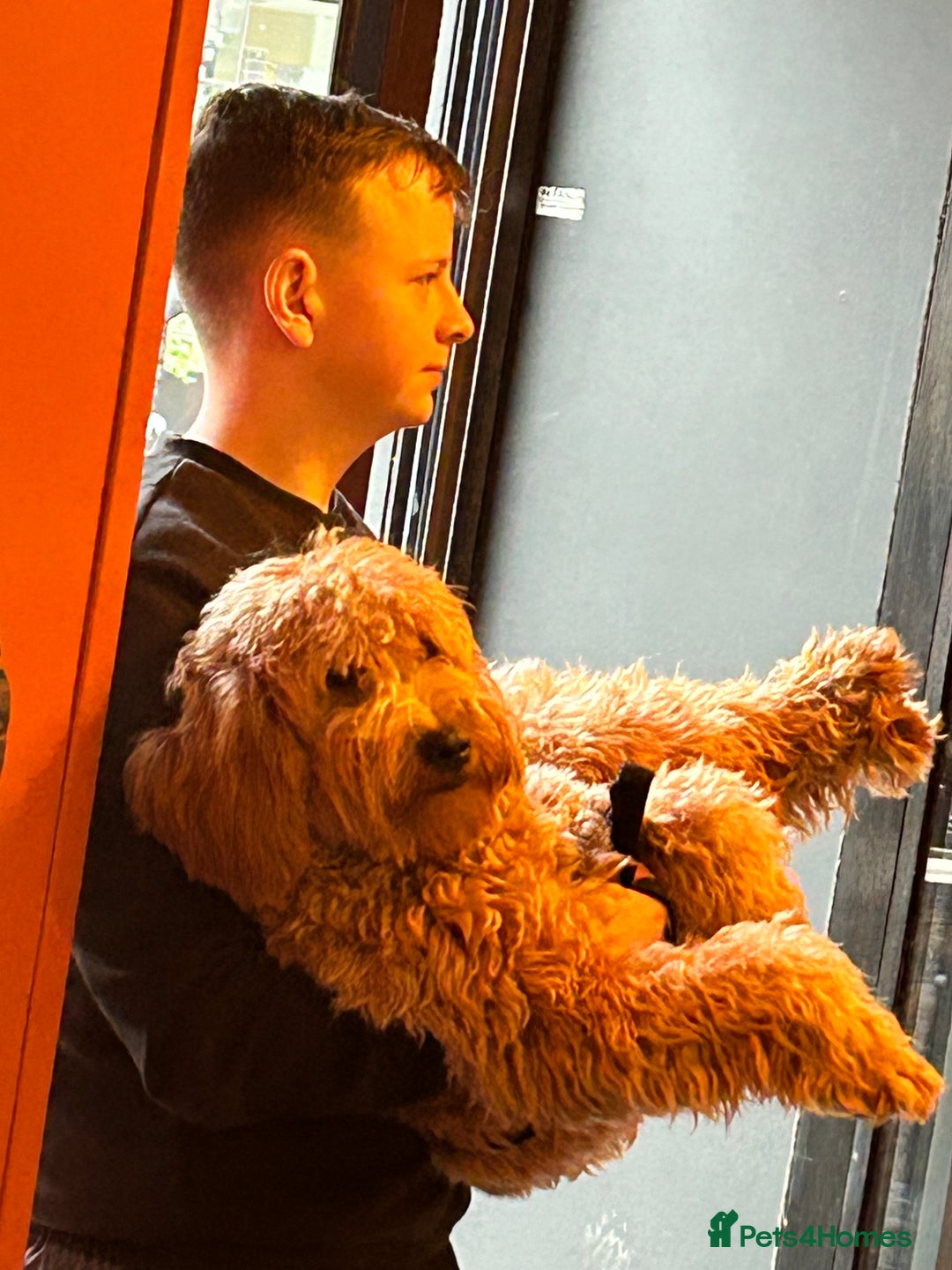 Irish Doodle dogs for sale: Irish Doodle cross miniature poodle f1b pups  - Image 7