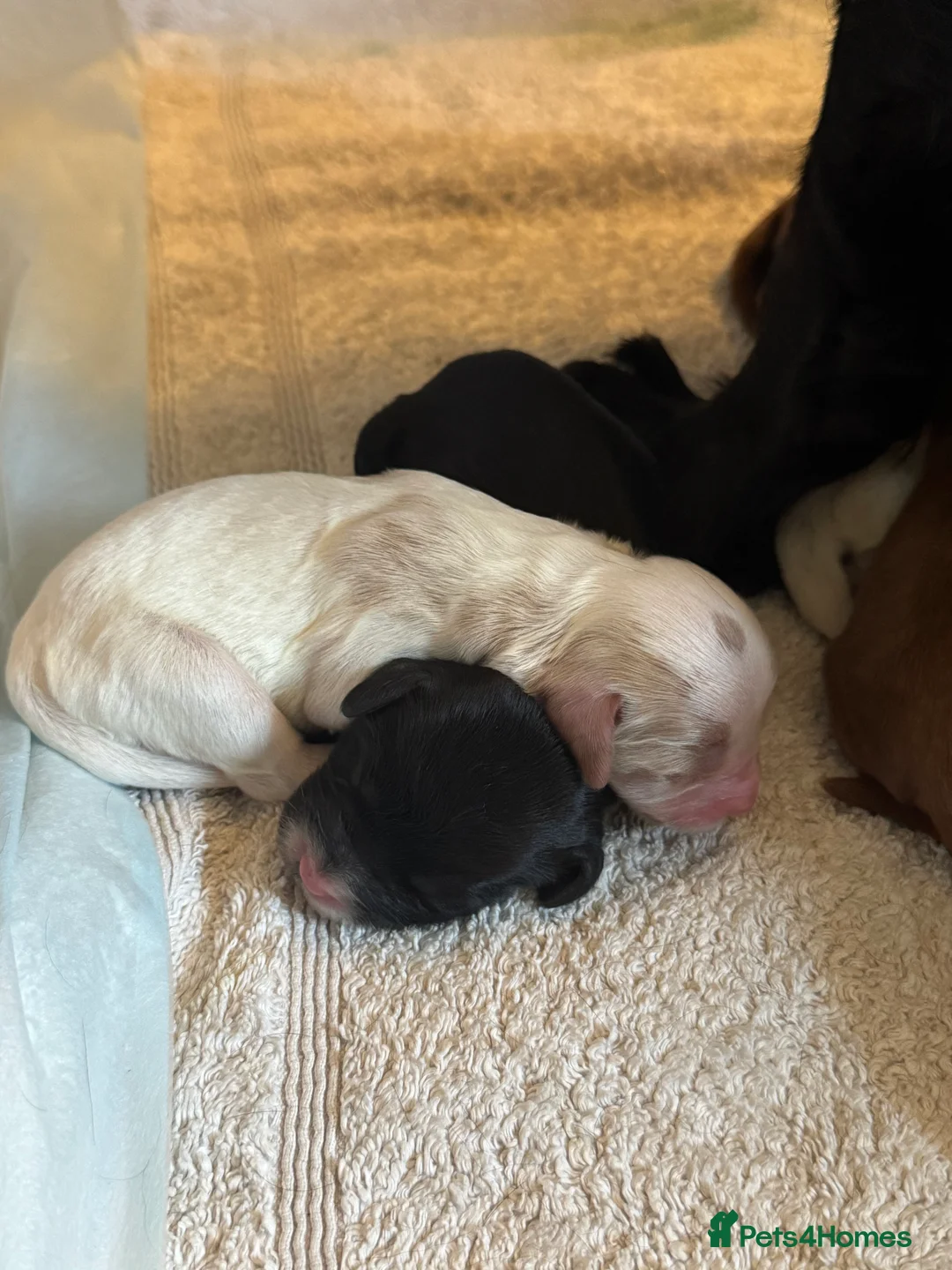 Mixed Breed dogs for sale: Beautiful cocker spaniel & Cavapoo puppies  in Bingley - Advert 15