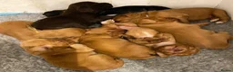Cocker Spaniel dogs for sale: KC registered working cocker spaniel puppies - Advert 8