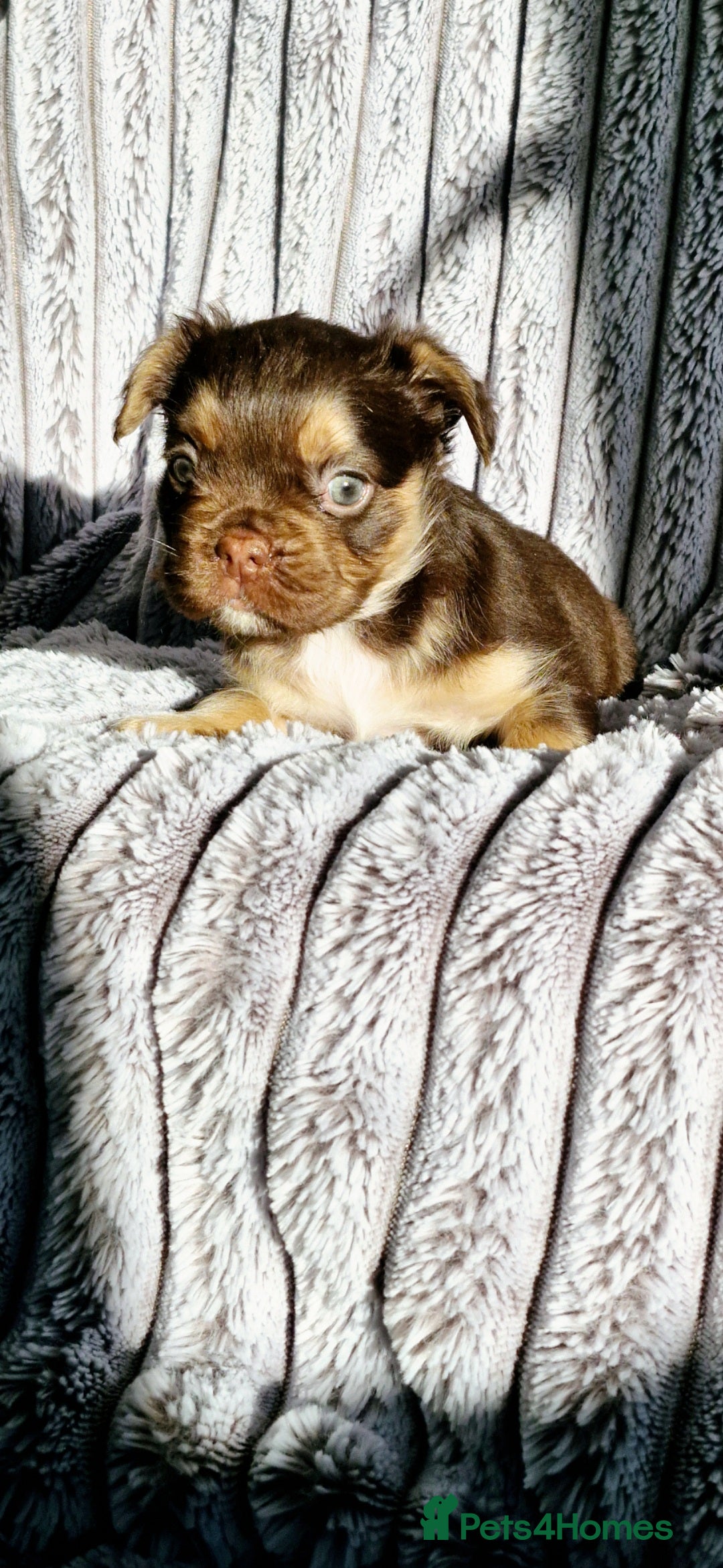 French Bulldog dogs for sale: Stunning puppies from £1500 - Advert 28