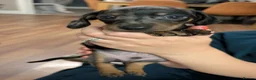 Miniature Dachshund dogs for sale: Last puppy available ready now! - Advert 13