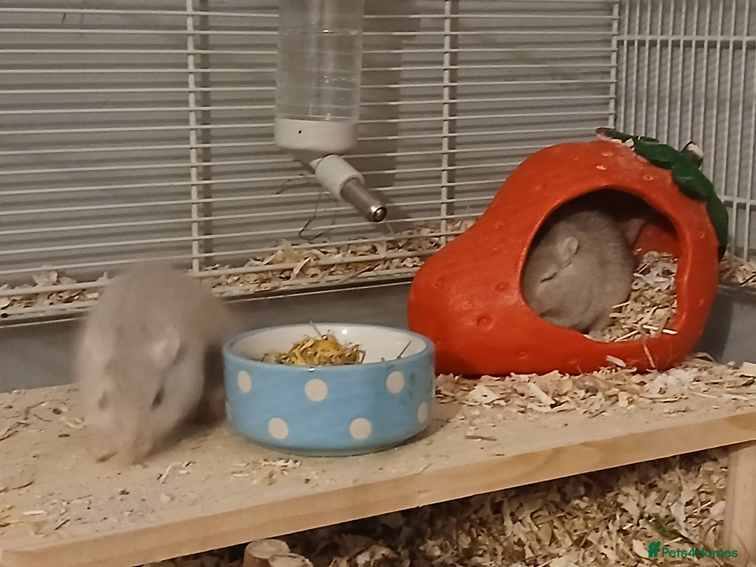 Gerbil rodents for sale: 2x Female gerbils with cage - Image 2