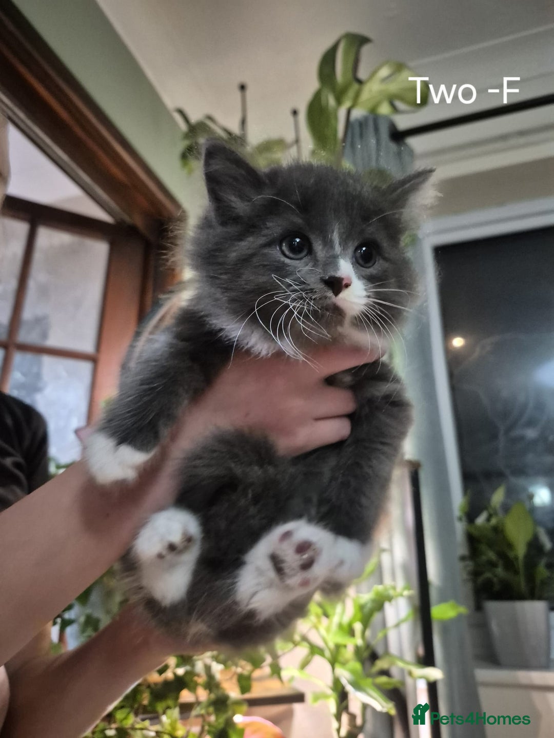 Mixed Breed cats for sale: Beautiful fluffy kittens - Image 3