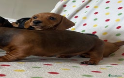 Miniature Dachshund dogs for sale: Miniature dachshund puppies - Image 4