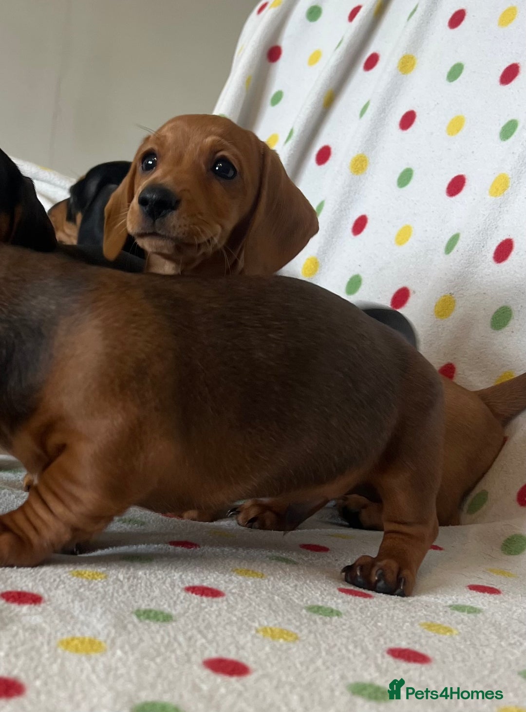 Miniature Dachshund dogs for sale: Miniature dachshund puppies - Image 4