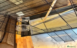 Budgerigars birds for sale: Male & female budgies  - Advert 5