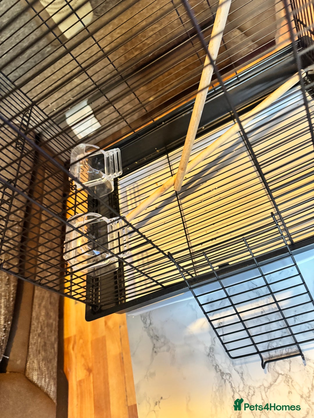 Budgerigars birds for sale: Male & female budgies  - Advert 5