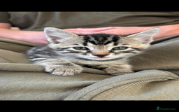 Bengal cats for sale: Bengal x - Image 3