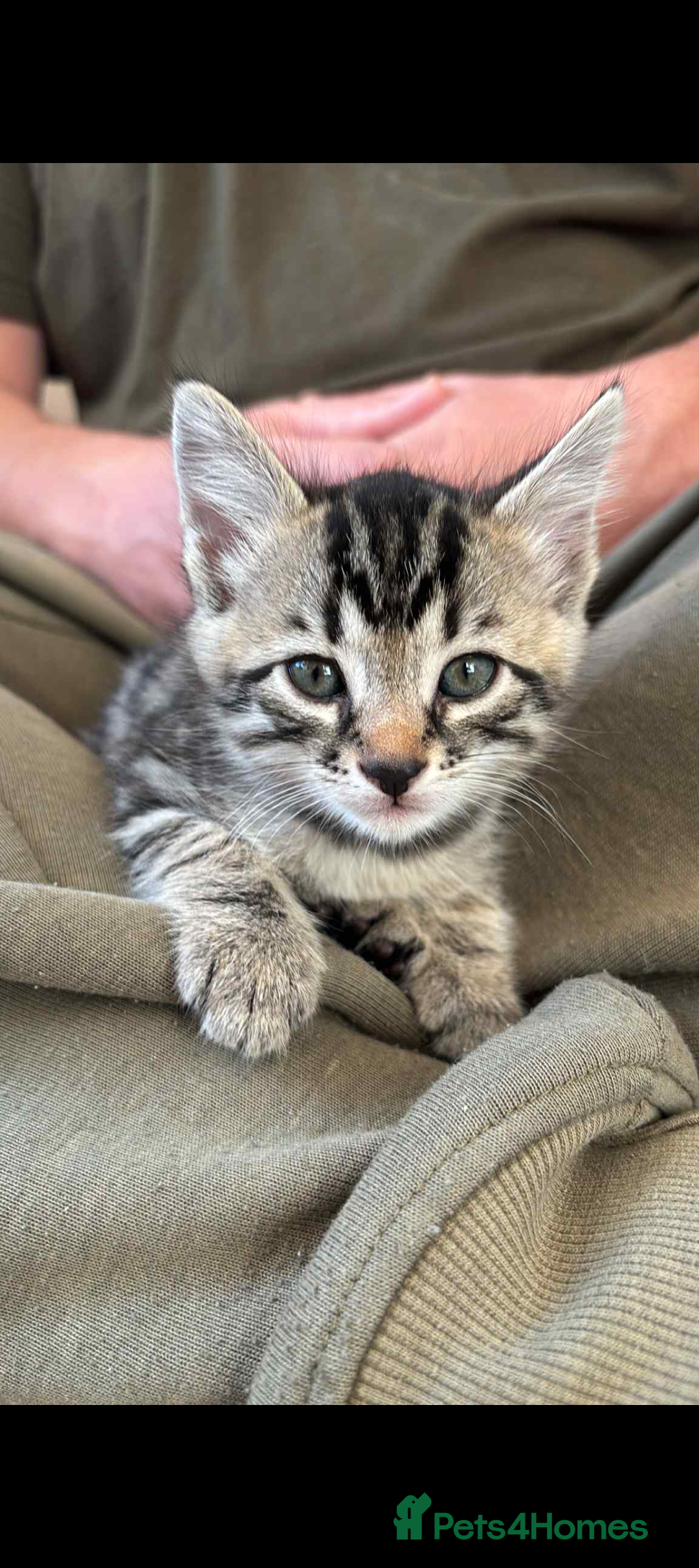 Bengal cats for sale: Bengal x - Image 3