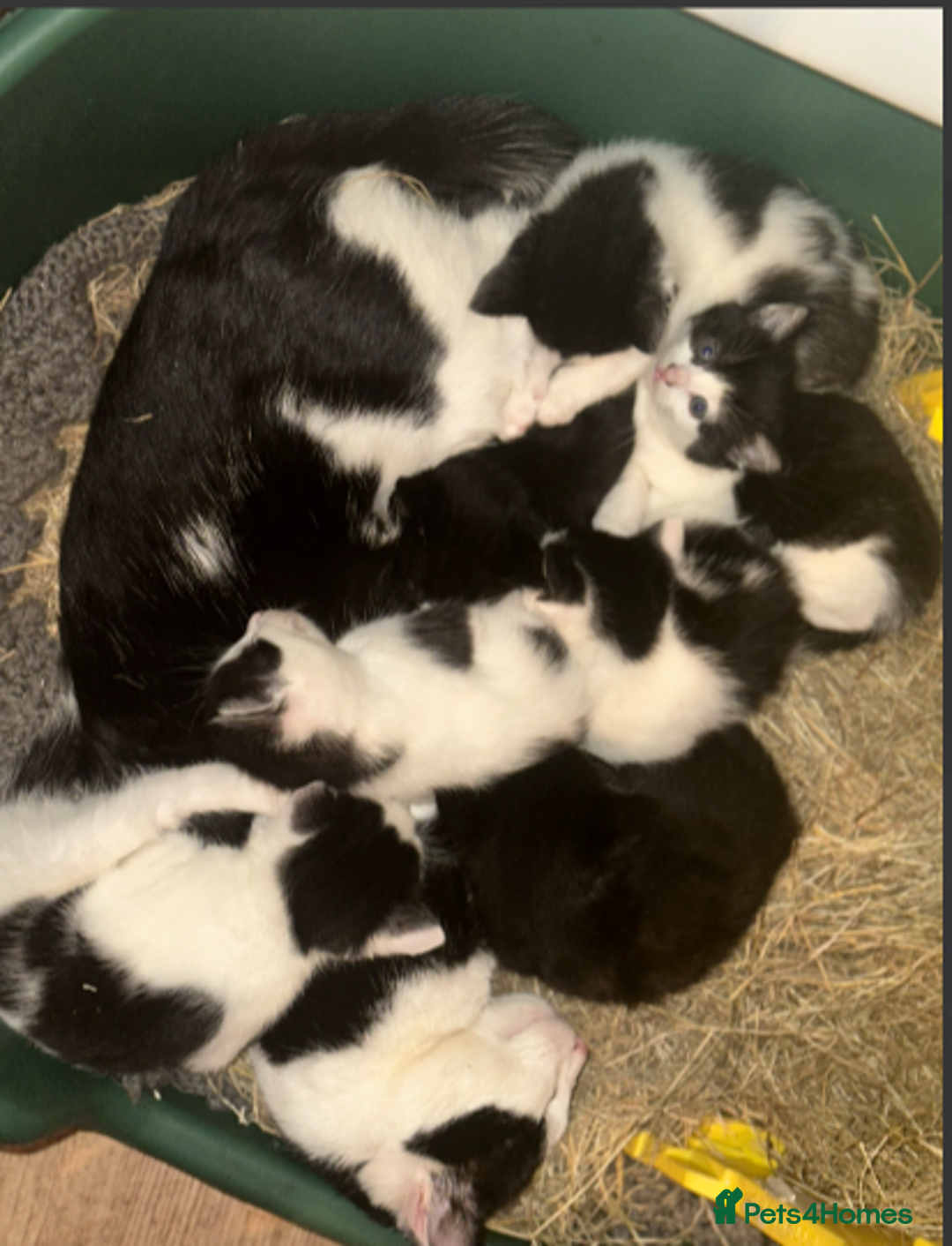 Mixed Breed cats for sale: Adorable Black and White Tuxedo Kittens - Advert 14