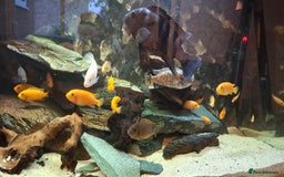 Cichlids fish for sale: Cichlids & Bristlenose Plecos - Image 4