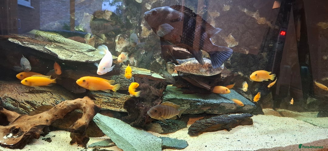 Cichlids fish for sale: Cichlids & Bristlenose Plecos - Image 4