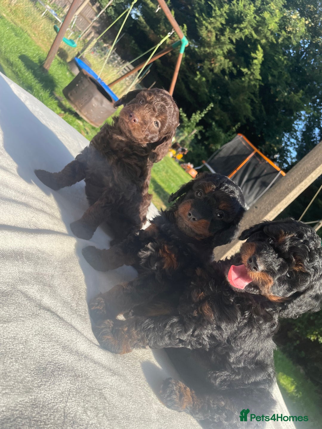 Cockapoo dogs for sale: Cockapoo Ready to leave now💕Only 1 boy left! - Image 15