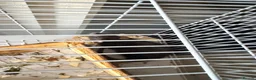 Rat rodents for sale: 2 male rats and cage in Gillingham - Advert 4