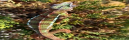 Chameleon reptiles for sale: Panther Chameleon  - Advert 3