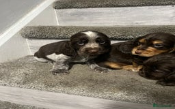 Cocker Spaniel dogs for sale: Show Cocker Puppies - Image 5