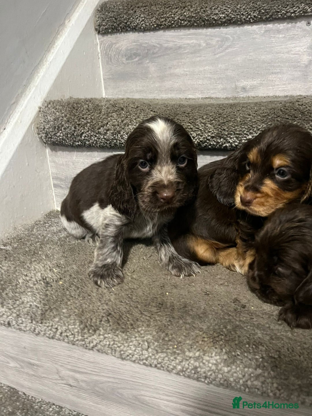 Cocker Spaniel dogs for sale: Show Cocker Puppies - Image 5