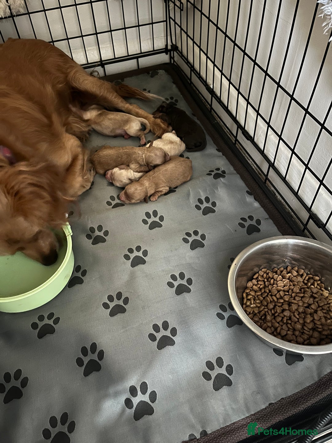 Cockapoo dogs for sale: Stunning cockapoo’s  - Image 21