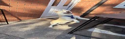 Siberian Husky dogs for sale: Siberian Husky   - Advert 10