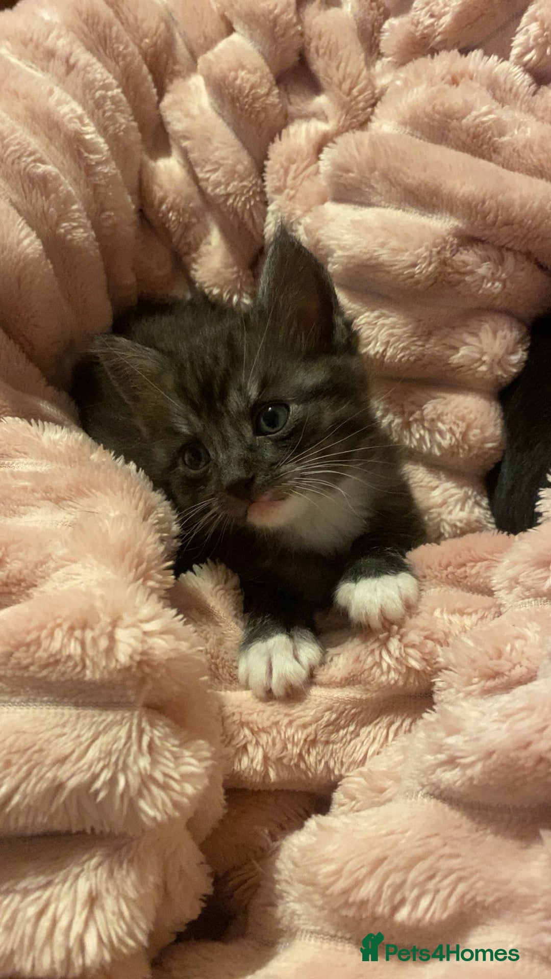 Bengal cats for sale: Bengal/Maine Coone kittens - Advert 8