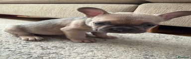 French Bulldog 2