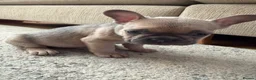 French Bulldog dogs for sale: 3 Gorgeous French Bulldog puppies  - Advert 13