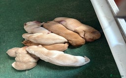 Labrador Retriever dogs for sale: Fox red/dark yellow labs  - Image 4