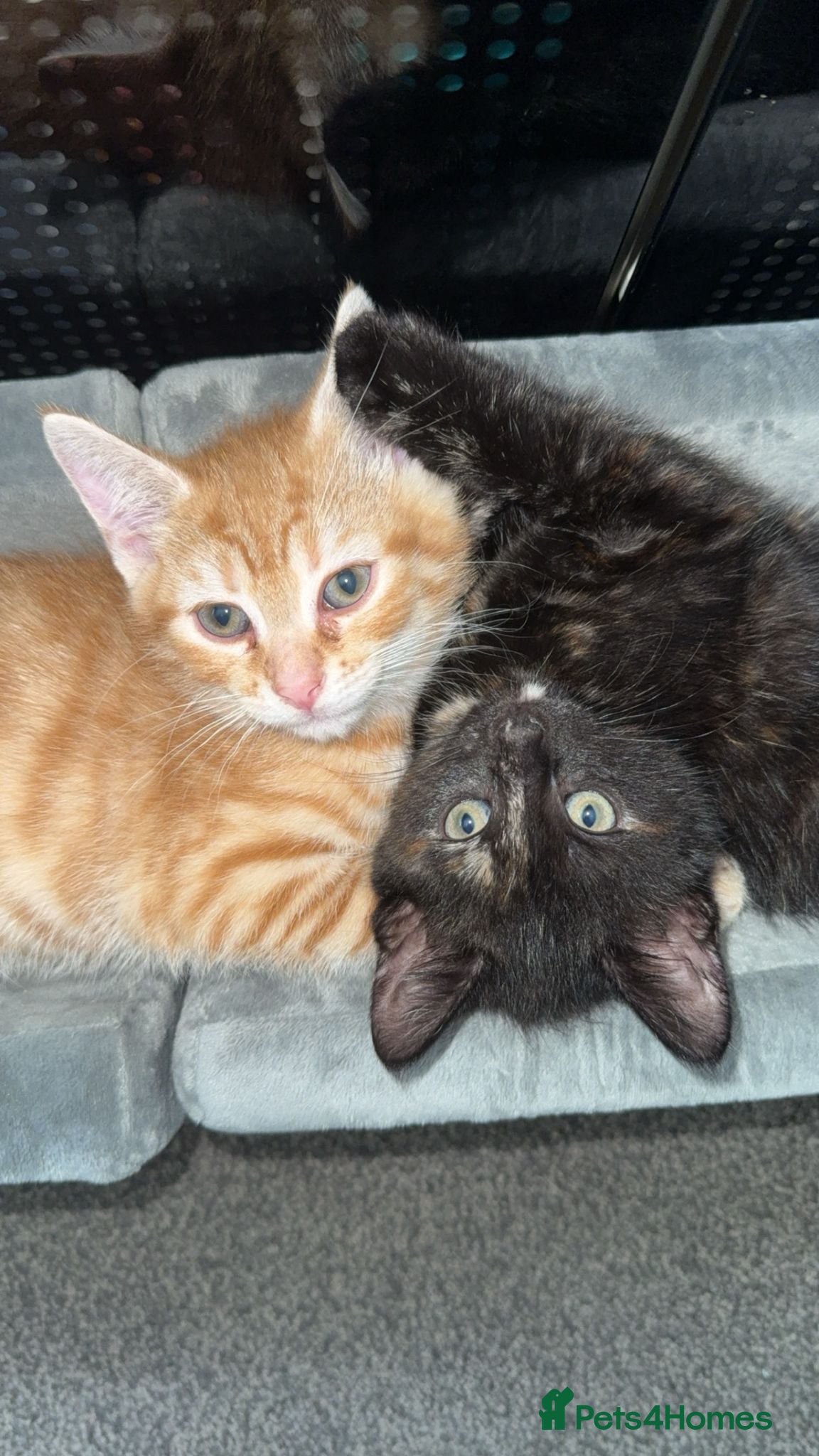 Mixed Breed cats 2 kittens for sale - Advert 2