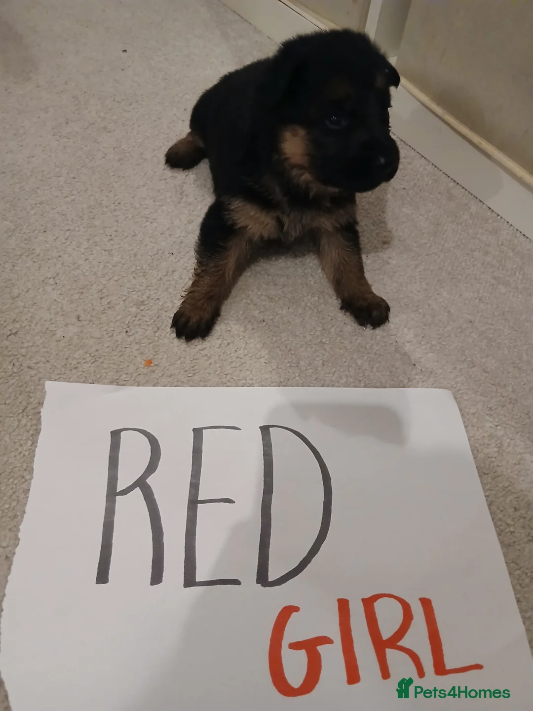 German Shepherd dogs for sale: Amazing german shepherd pups - Advert 14