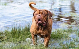 Dogue De Bordeaux dogs for stud: Dogue de Bordeaux for STUD - PROVEN  in Nottingham - Image 1
