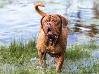Dogue De Bordeaux dogs in Nottingham - Advert 3
