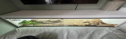 Bearded Dragon reptiles for sale: Bearded dragon with full set up  - Advert 9
