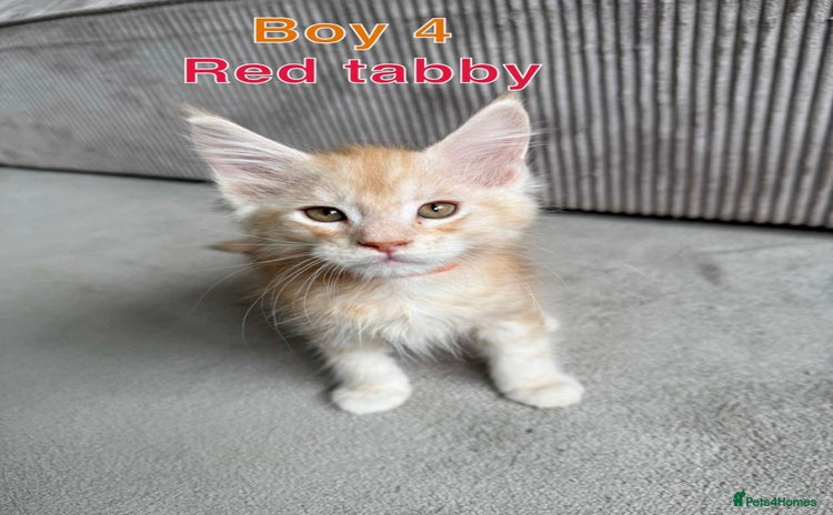 Maine Coon cats - Advert 13