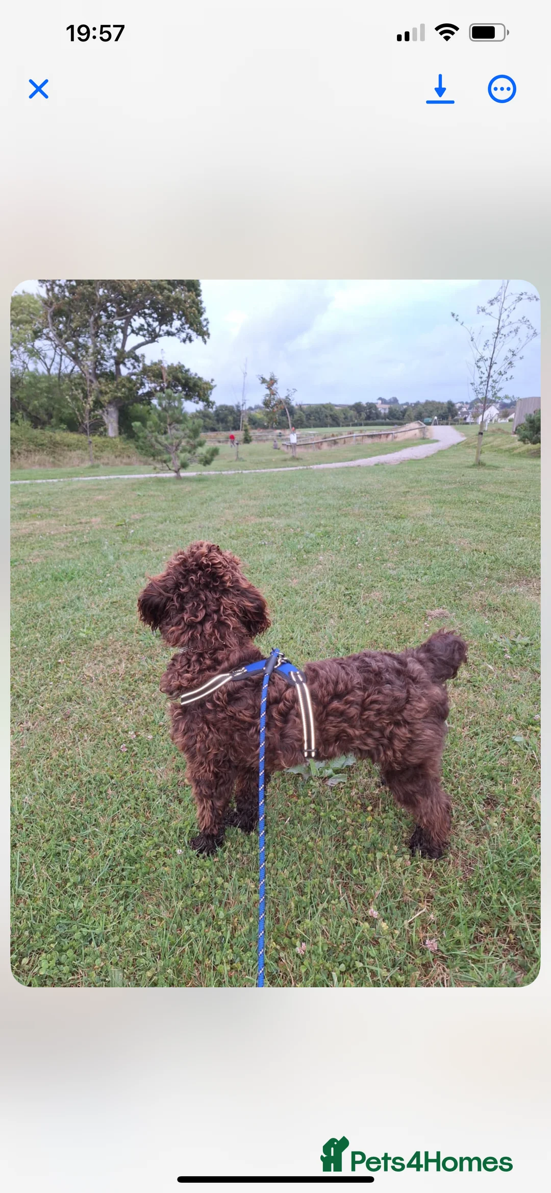Cockapoo dogs for sale: cockapoos for rehoming. 16 months  - Advert 9