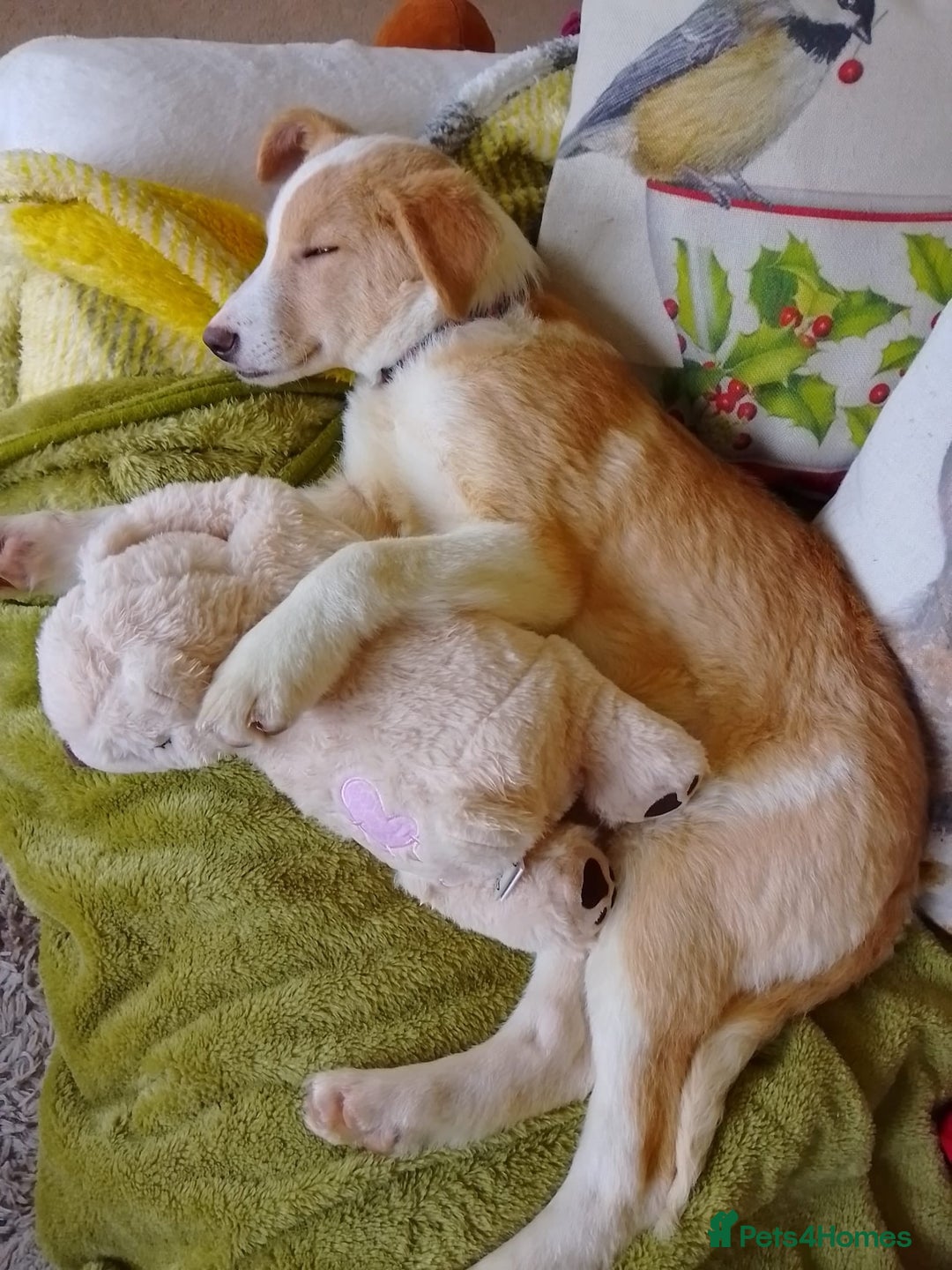 Mixed Breed dogs for sale: 🍯 HONEY 🍯IS LOOKING FOR A FOREVER HOME - Advert 3