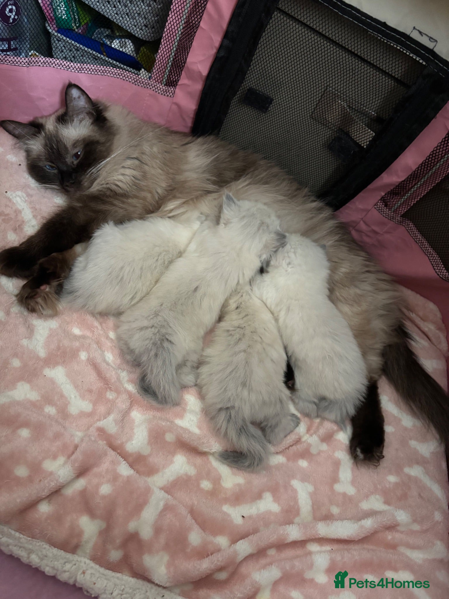 Ragdoll cats Pure blue point ragdolls  - Advert 16