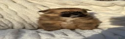 Pomeranian dogs for sale: 🐾 Teddy Pomeranian Puppies Ready To Home 🐾 - Advert 27