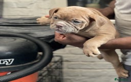 Olde English Bulldogge dogs for sale: Oldie British bull puppies - Image 5