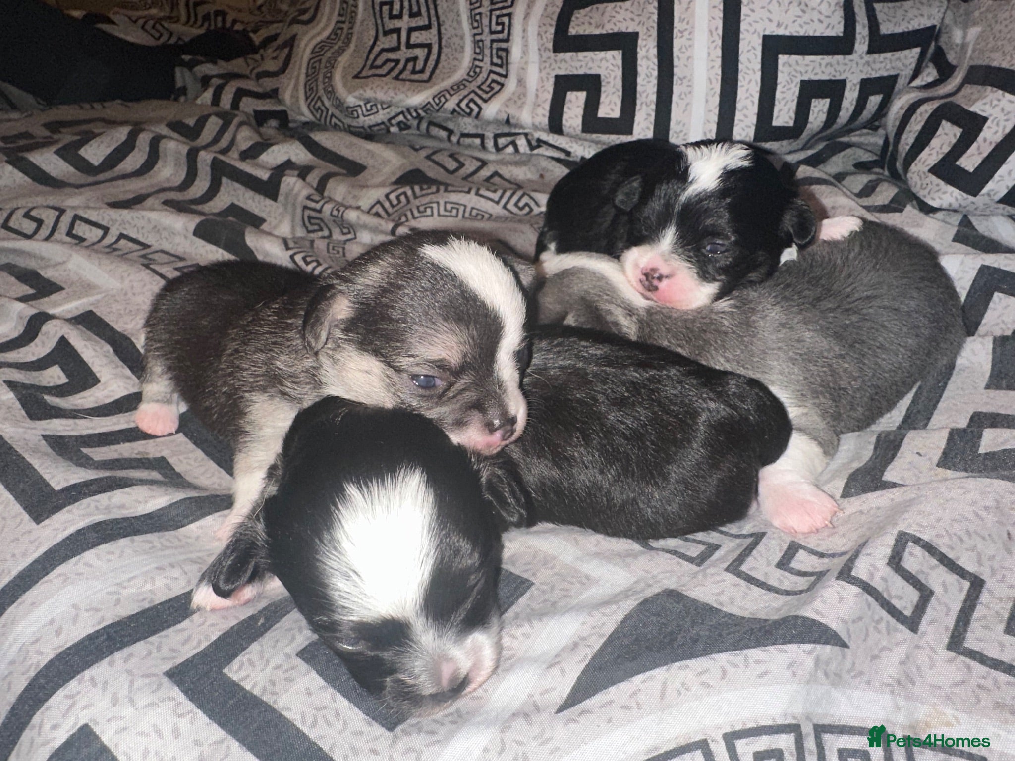 Chihuahua dogs Chihuahua puppies 2 boys & 1 girl, ready mid sept - Advert 10