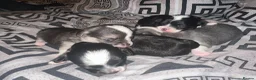 Chihuahua dogs for sale: Chihuahua puppies 2 boys & 1 girl, ready mid sept in Doncaster - Advert 27