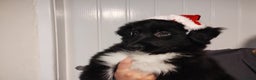 Border Collie dogs for sale: Border Collie Puppies Top Quality! - Advert 5