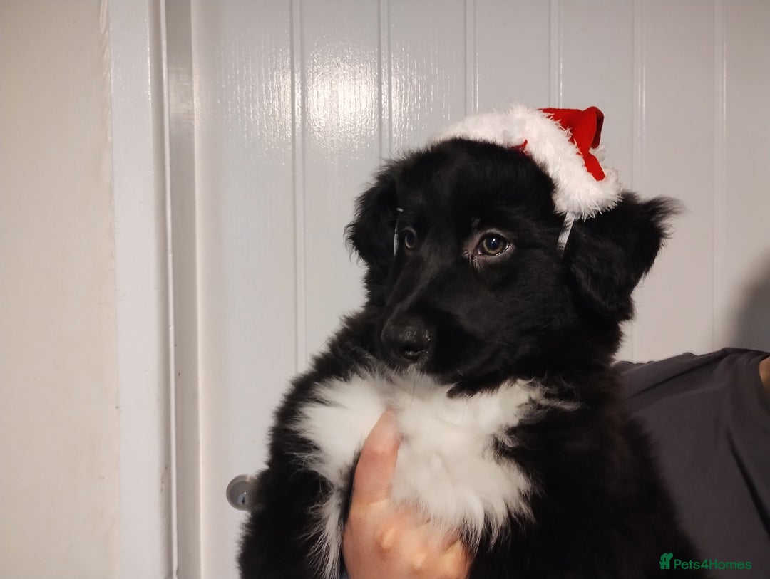 Border Collie dogs for sale: Border Collie Puppies Top Quality! - Advert 5