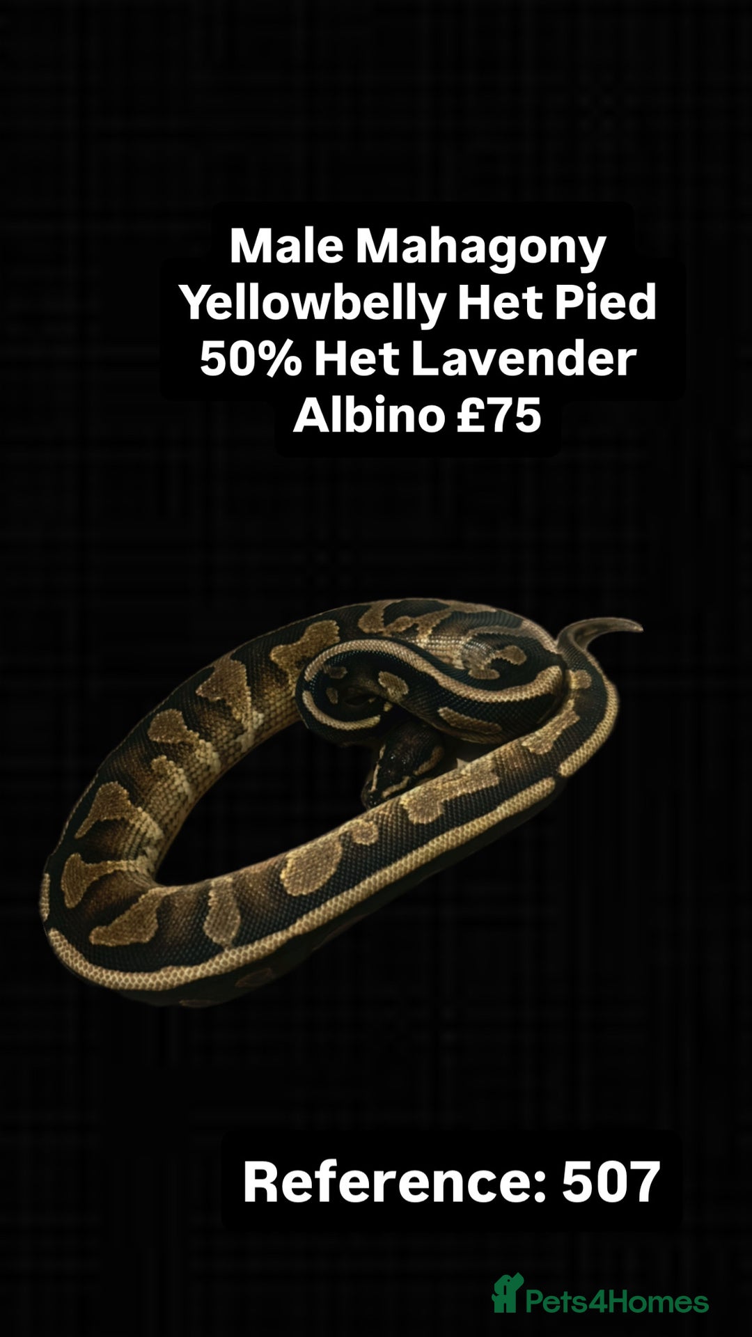 Python Snake reptiles for sale: Various 2025 Pied Ball Pythons Royal Snake - Advert 9