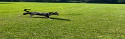Mixed Breed dogs for sale: shadow for rehoming - Advert 19