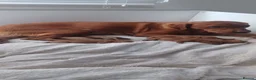 Labrador Retriever dogs for sale: Red Labrador  - Advert 6