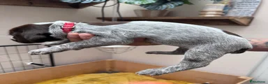  Puppy 6