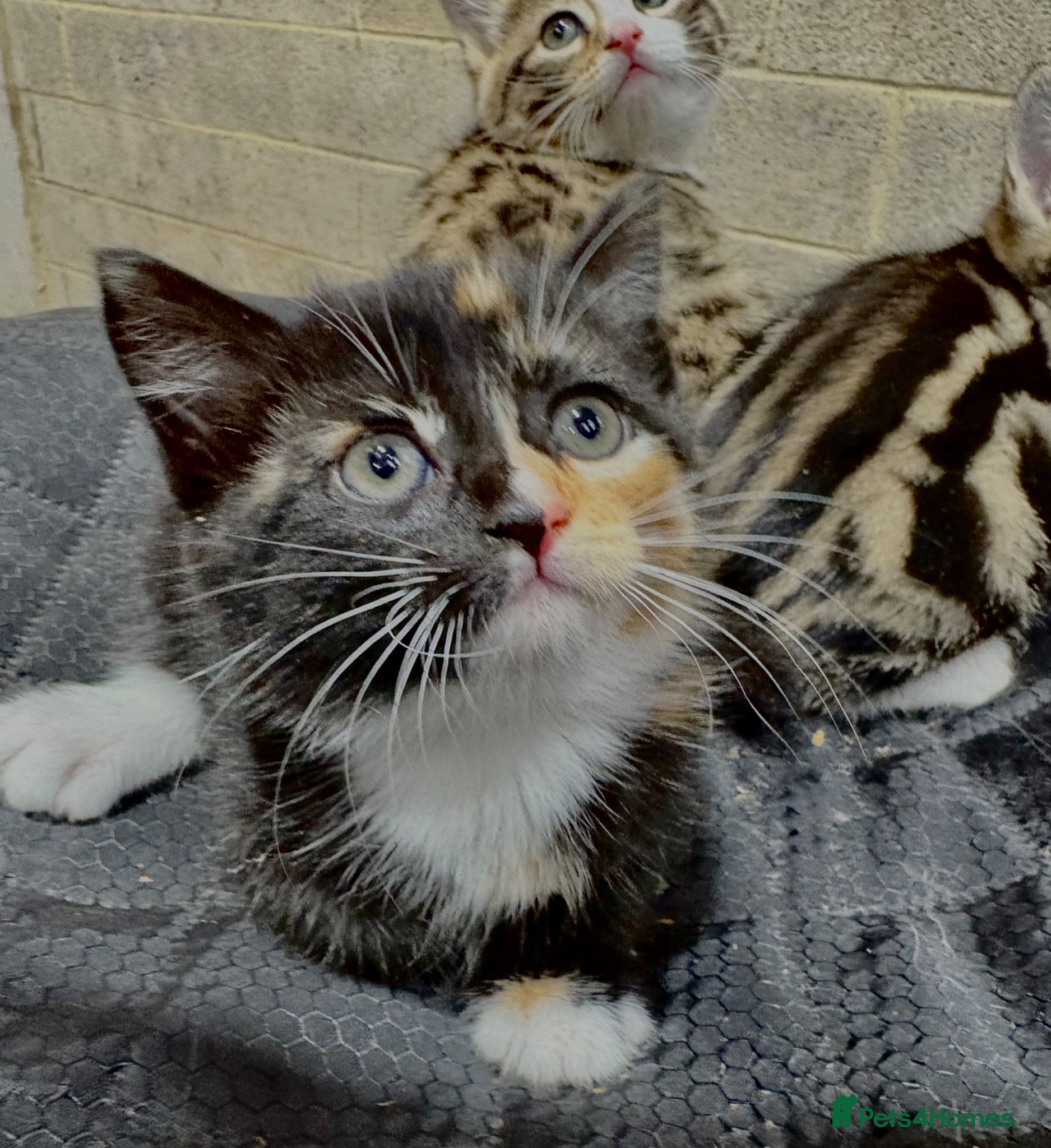 Mixed Breed cats for sale: BEAUTIFUL PART SIBERIAN TIGER STRIPED BABIES  - Advert 8