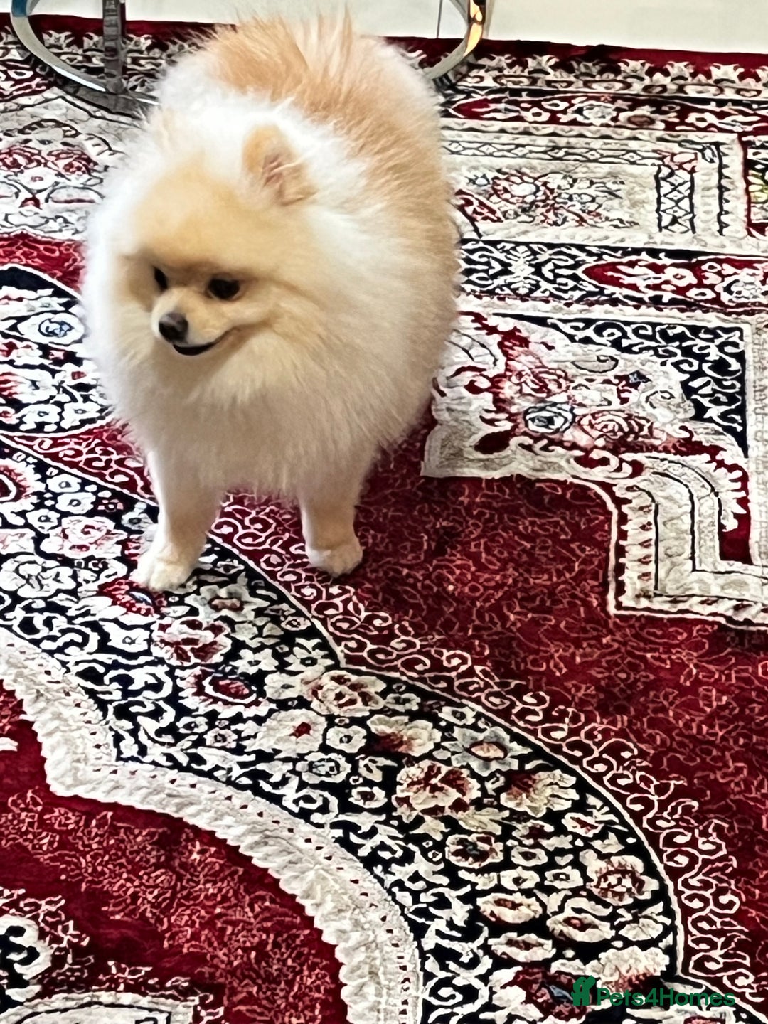 Pomeranian dogs for sale: 8 month old cute Pomeranian boy - Advert 3
